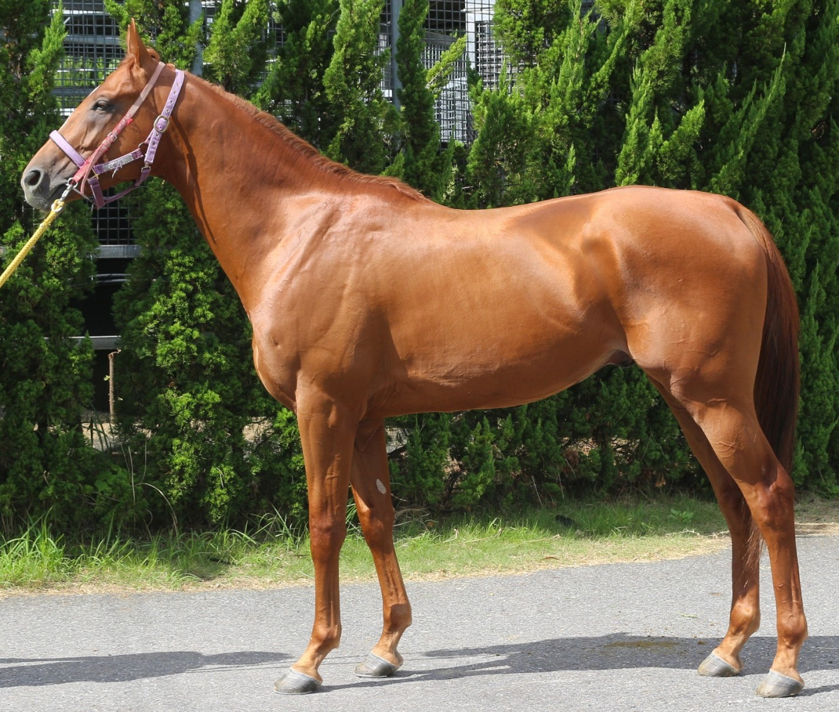 メイショウマンボ　メイクデビュー（新馬戦）　現地的中単勝馬券 ★Ｇ１３勝馬 メイショウマンボ メイクデビュー（新馬戦） 現地的中単勝馬券