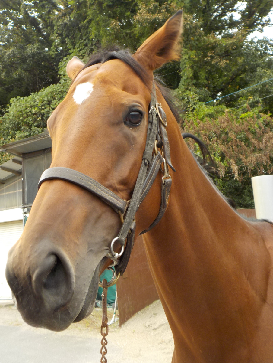 競馬 ウダ馬もり 非売品 競馬 ウダ馬もり 非売品 【公式通販】