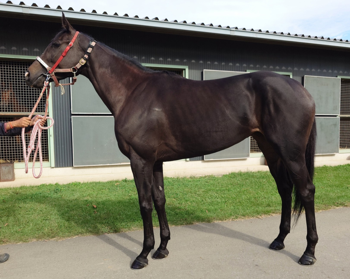 イズジョーノヒカリ 牝4歳 ※中央競馬 登録抹消 | サラブレッド