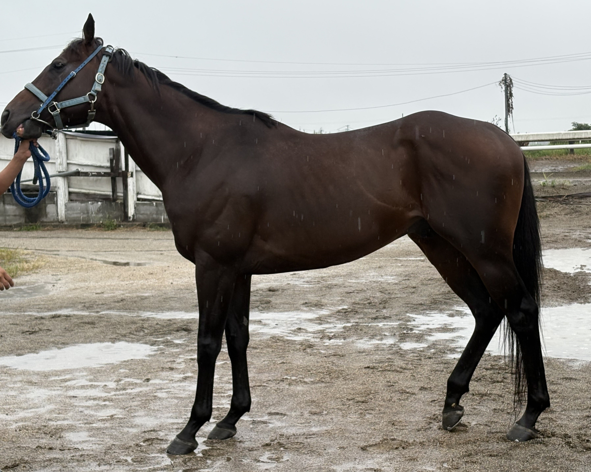 ハーツクライ　キングジョージ　現地アスコット購入馬券　激レア ハーツクライ キングジョージ 現地アスコット購入馬券 激レア