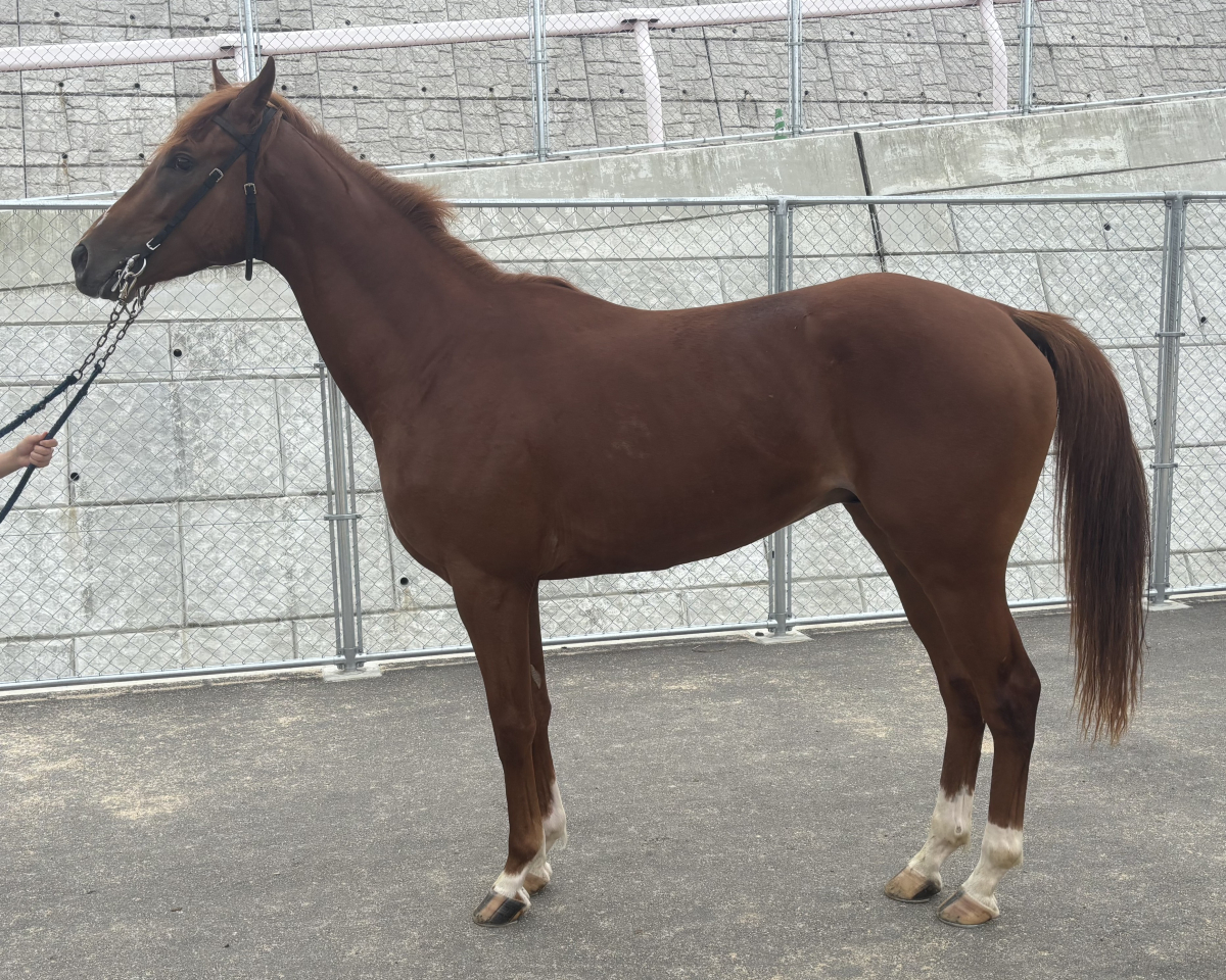コパノバハマ 牡2歳 ※地方競馬 在籍 | サラブレッドオークション