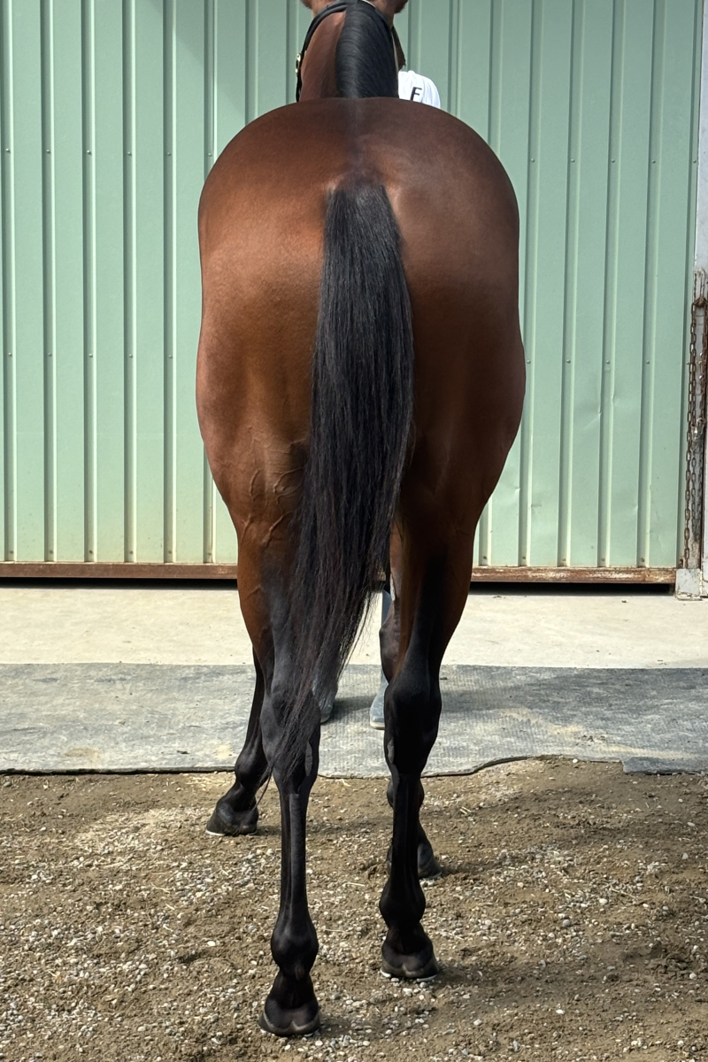 競馬　レア本 アリユールボルト 牡3歳 ※地方競馬 在籍 | サラブレッド