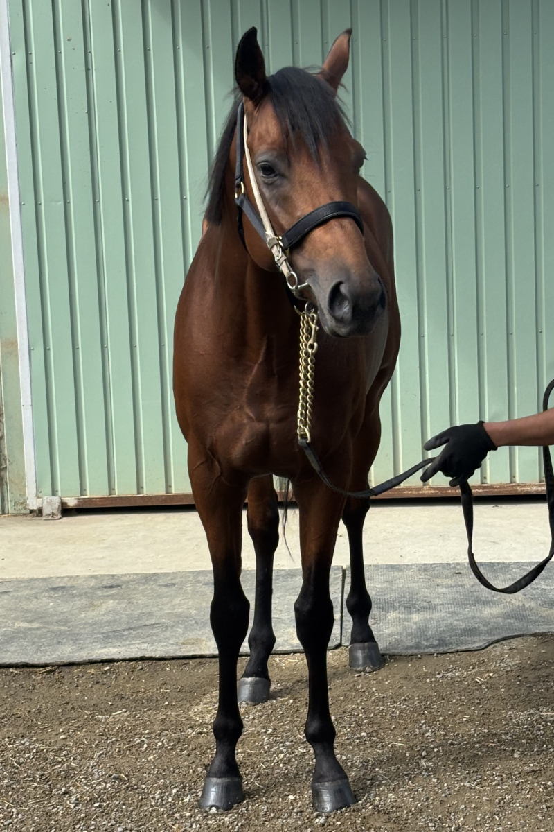 競馬　レア本 オニマル 牡3歳 ※地方競馬 在籍 | サラブレッドオークション