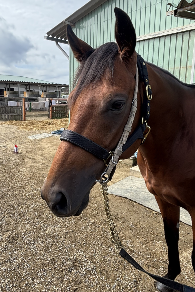 競馬　レア本 アリユールボルト 牡3歳 ※地方競馬 在籍 | サラブレッド