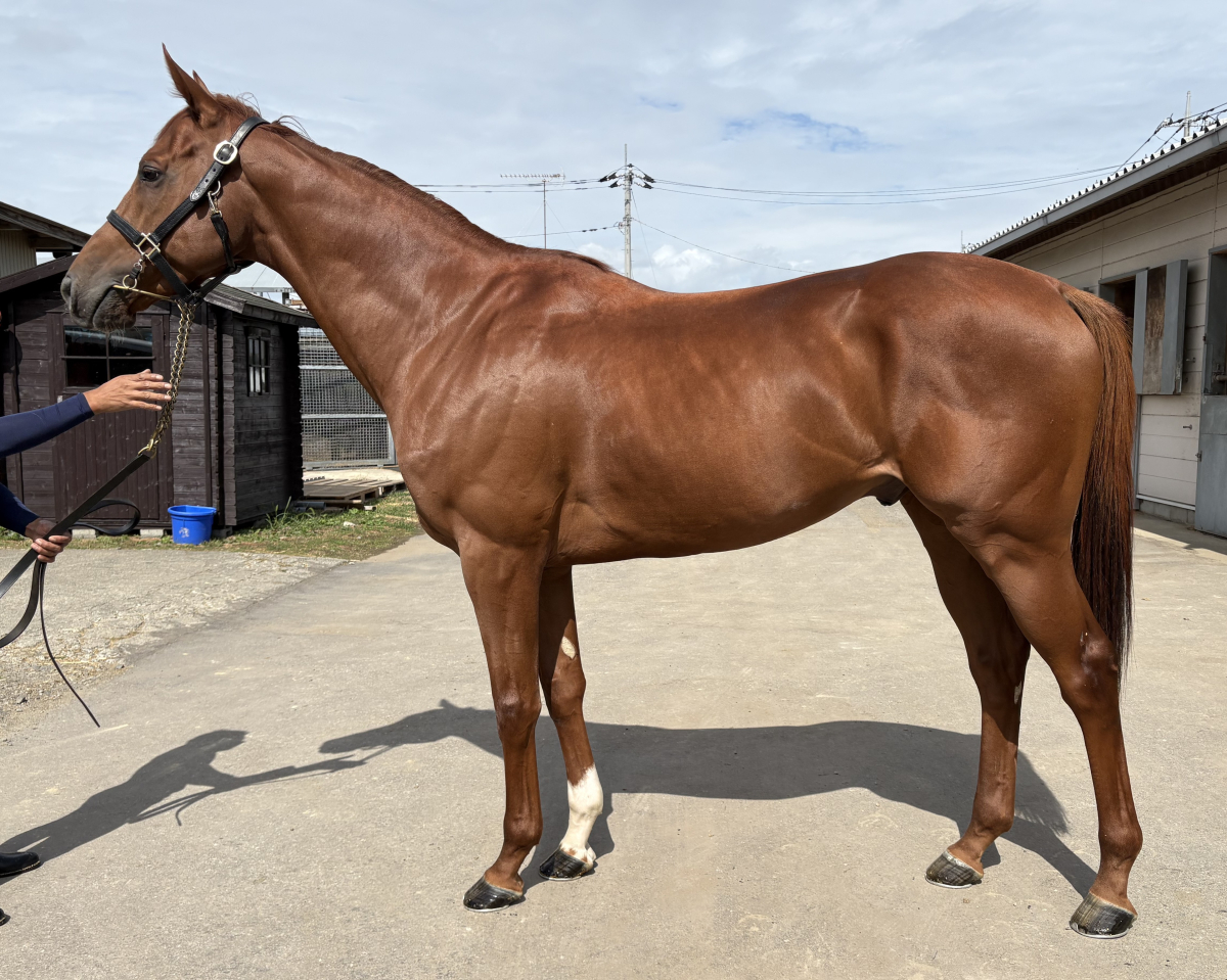 タキザクラ 牡4歳 ※地方競馬 在籍 | サラブレッドオークション