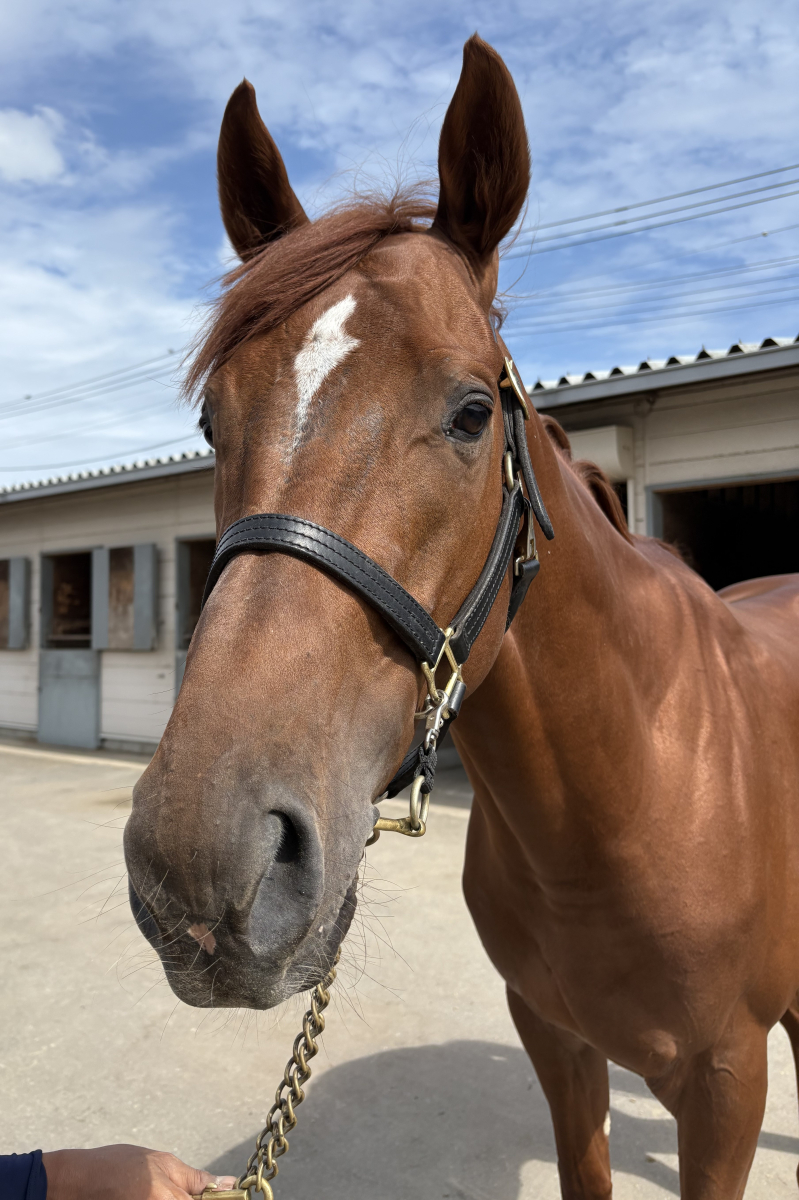 タキザクラ 牡4歳 ※地方競馬 在籍 | サラブレッドオークション