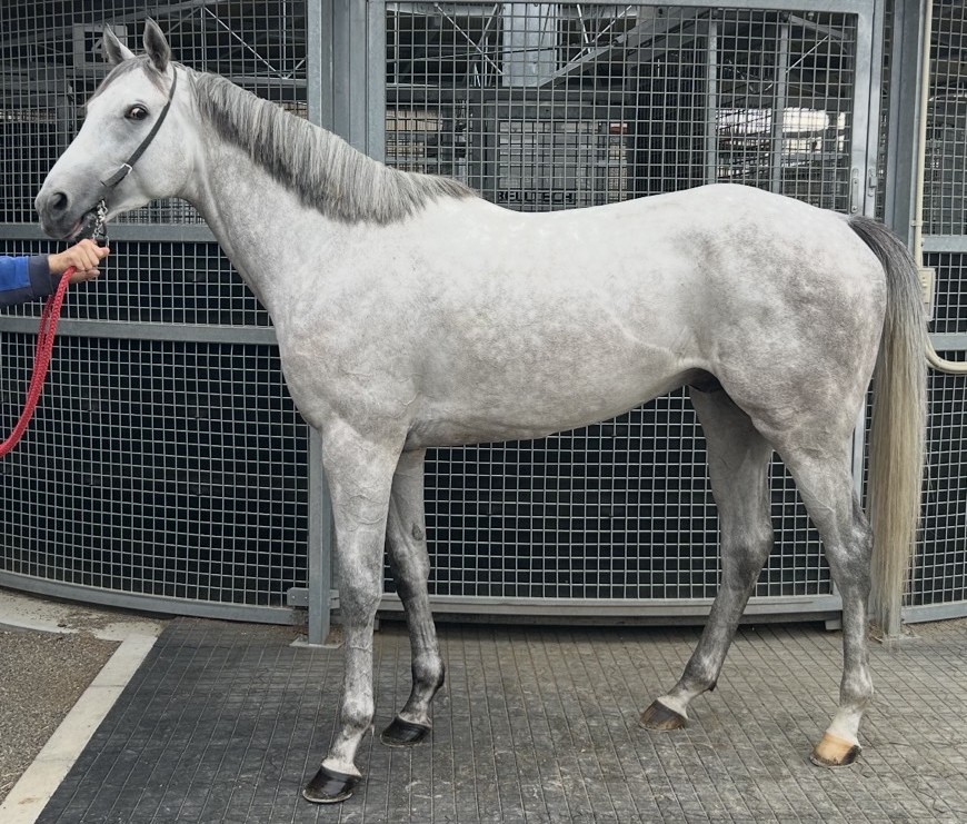 即日発送！サラブレッド種牡馬銘鑑1977第4巻 サラブレッド種牡馬銘鑑