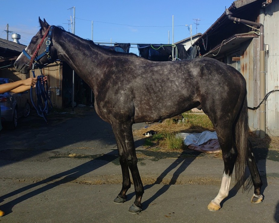 ホワイトアッシュ　　牡３歳　　※地方競馬　在籍_main1