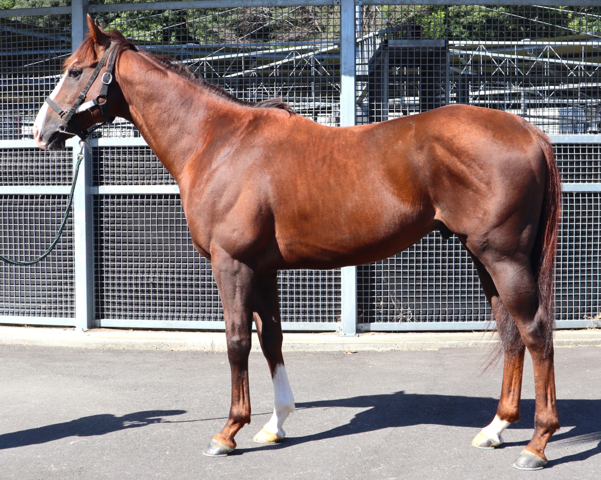 クリダーム　　牡５歳　　※地方競馬　在籍_main1