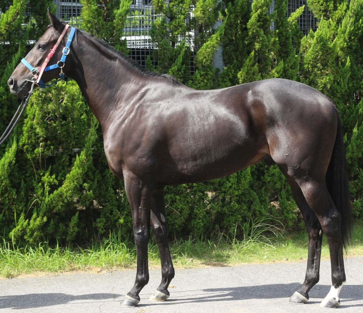 バルミーウェザー セン4 ※中央競馬 登録抹消 | サラブレッドオークション