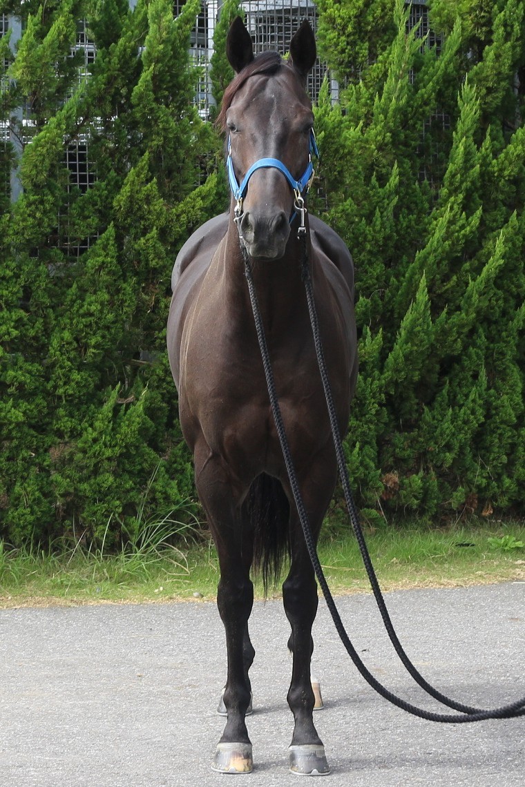 バルミーウェザー セン4 ※中央競馬 登録抹消 | サラブレッドオークション