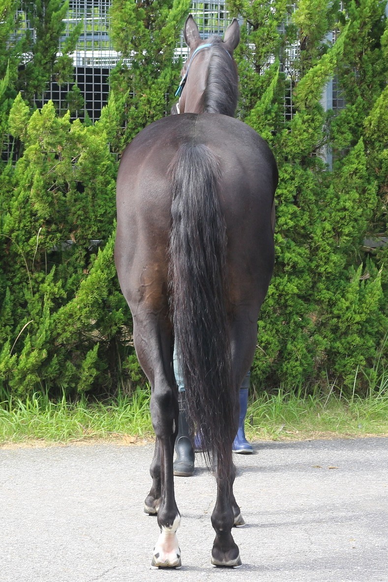 バルミーウェザー セン4 ※中央競馬 登録抹消 | サラブレッドオークション