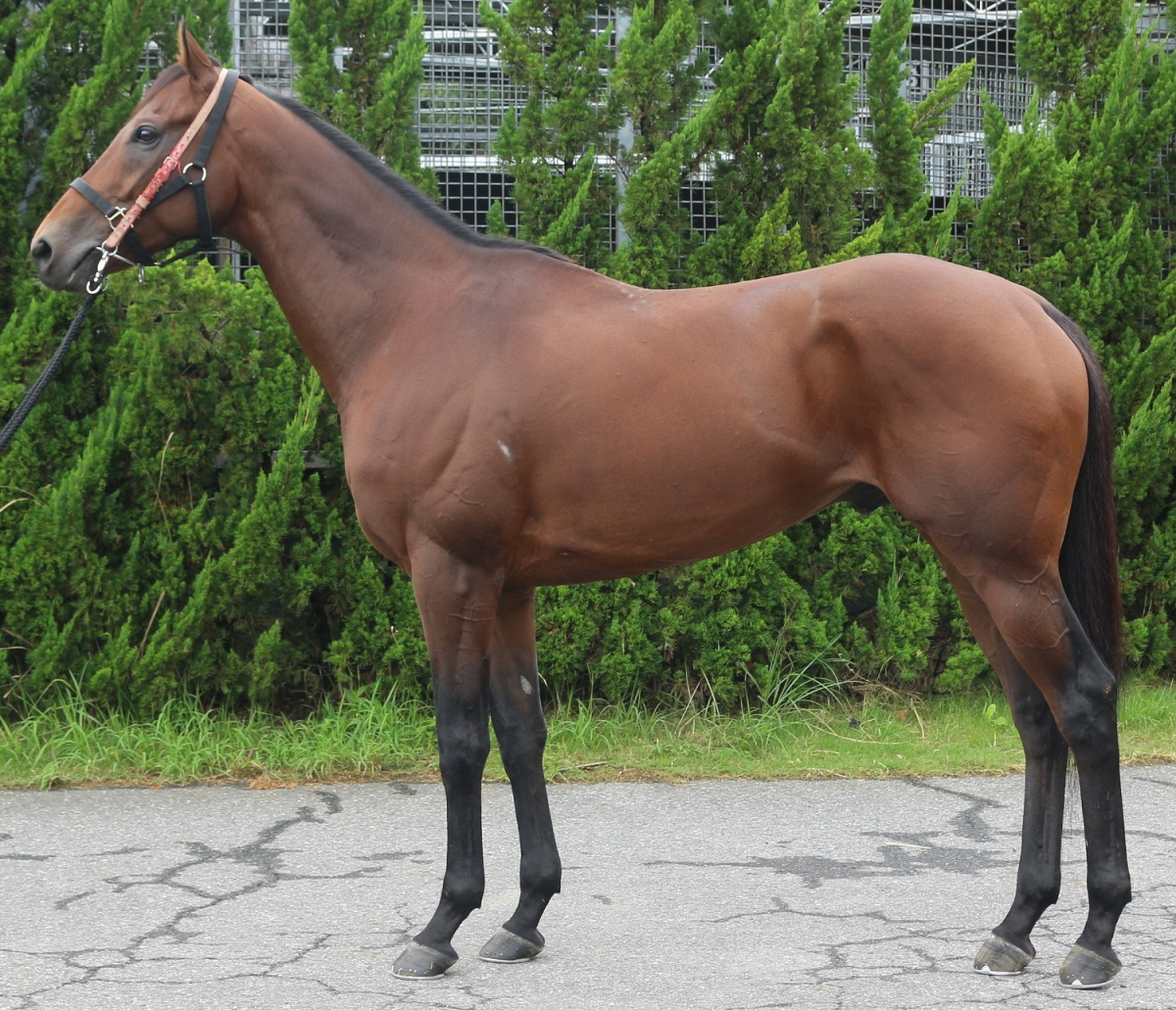 サーティファイド　　セン６　　※中央競馬　登録抹消_main1