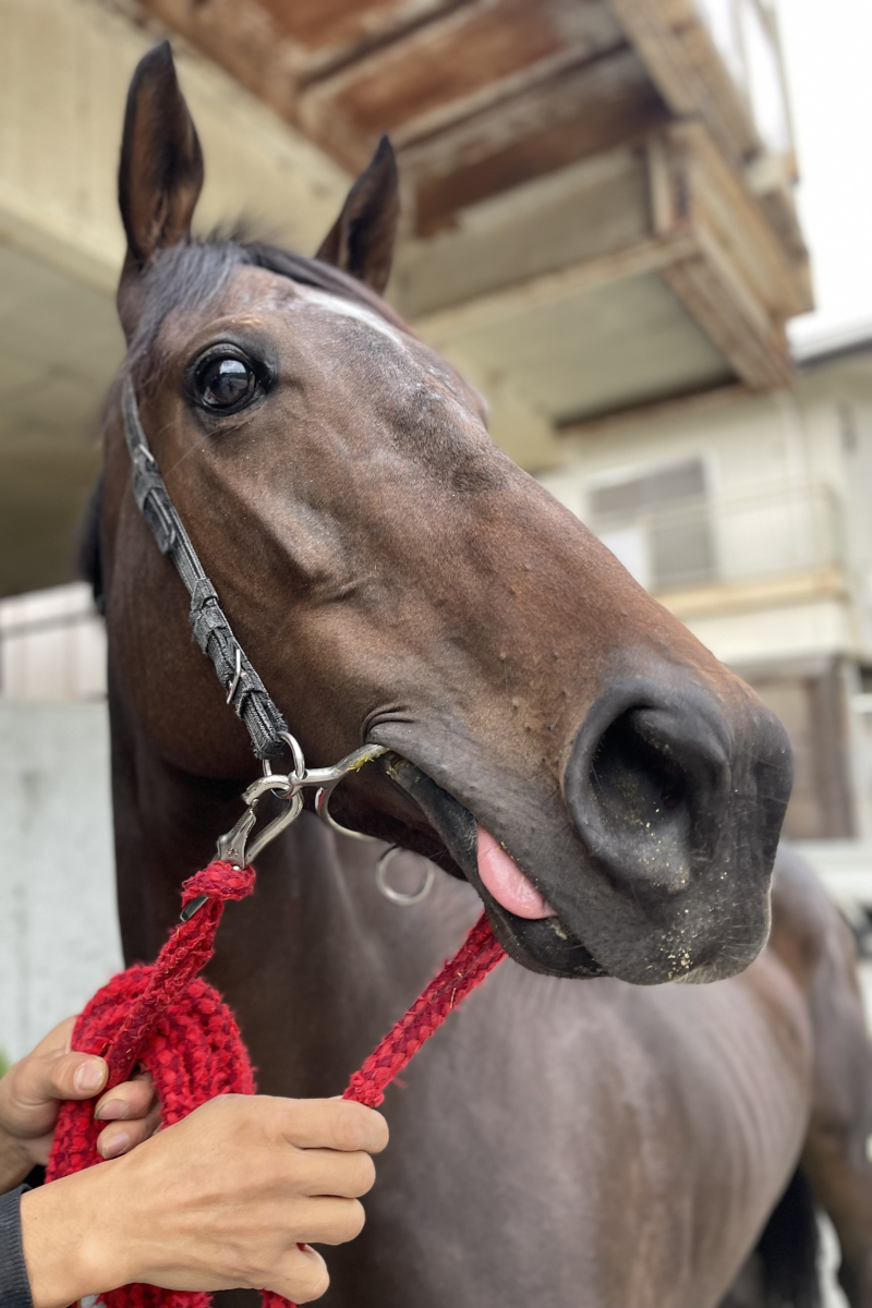 テーオーサファイア 牝4 ※地方競馬 在籍 | サラブレッドオークション