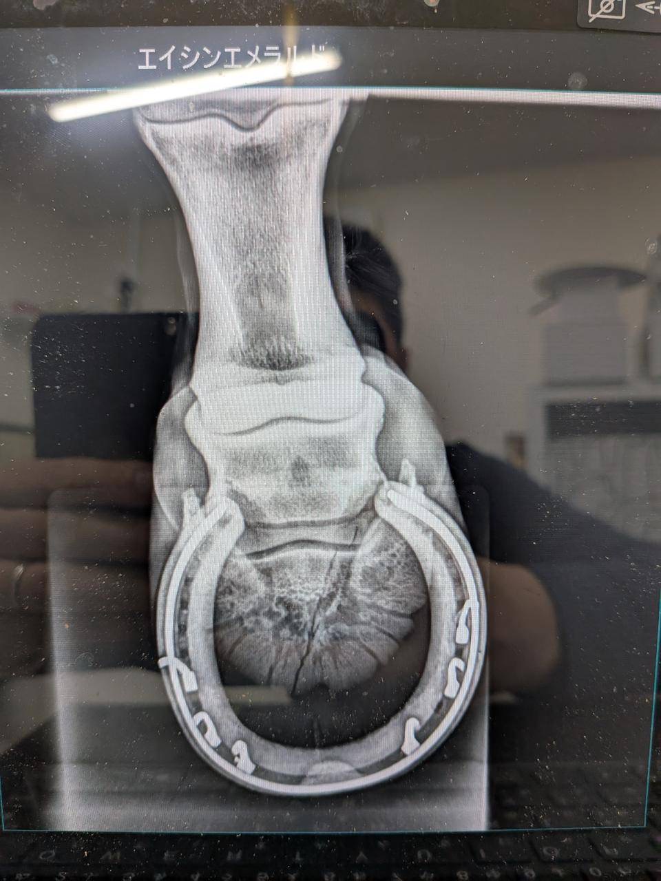 エイシンエメラルド 牝5 ※地方競馬 在籍 | サラブレッドオークション