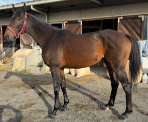 うまる　⑦番 Amazon.co.jp: ｢干物妹！うまるちゃん｣キャラクターソングVol.1