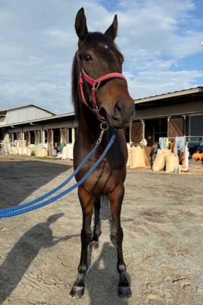 うまる　⑦番 Amazon.co.jp: ｢干物妹！うまるちゃん｣キャラクターソングVol.1