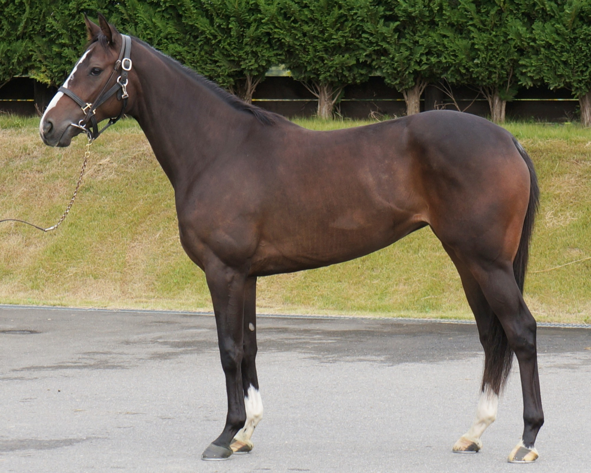 レディアエラ 牝2歳 ※中央競馬 登録抹消 | サラブレッドオークション