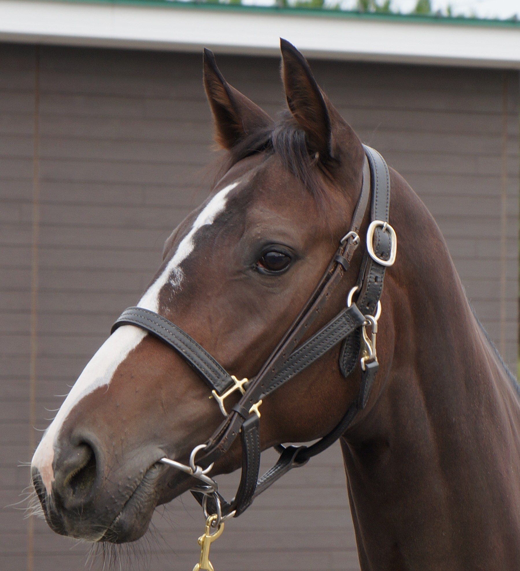 レディアエラ 牝2歳 ※中央競馬 登録抹消 | サラブレッドオークション