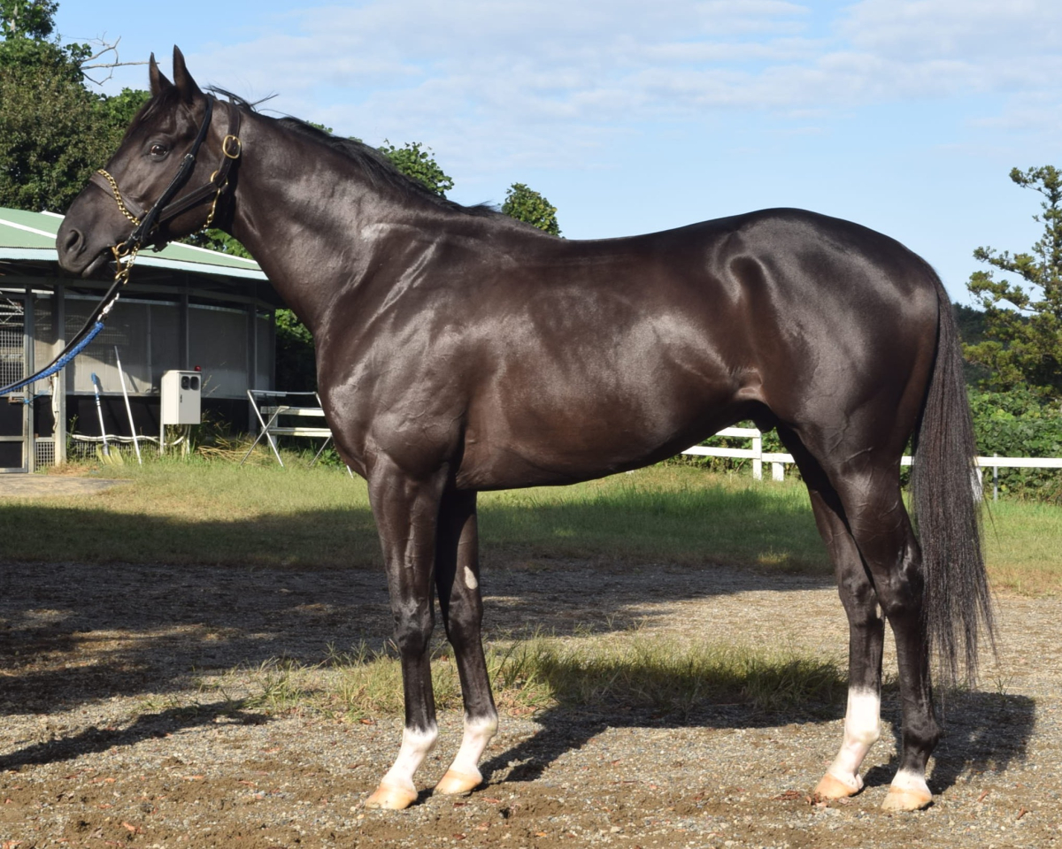 ナスティウェザー　　牡４歳　　※中央競馬　登録抹消_main1