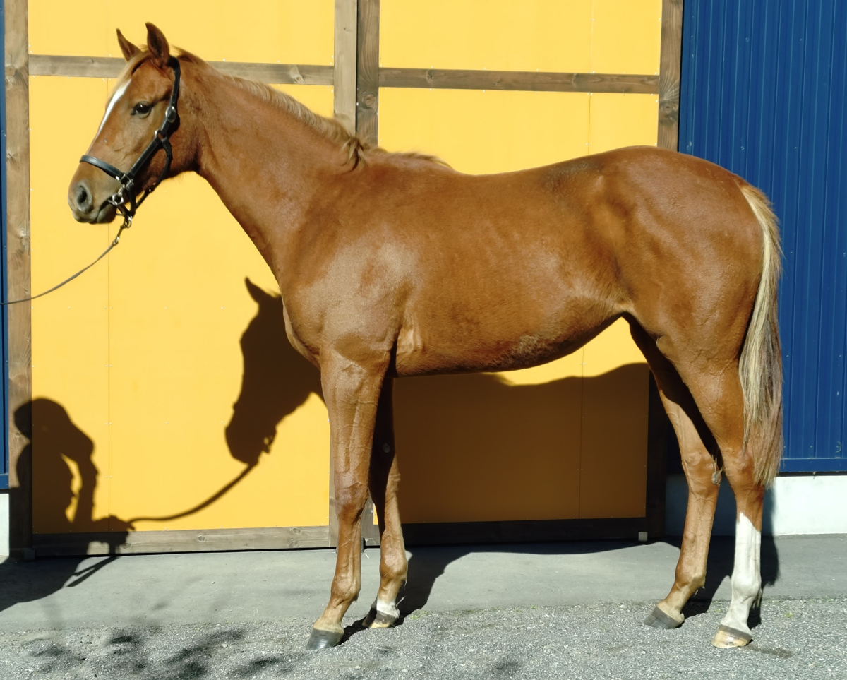 日本サラブレッド配合史 笠雄二郎・著書