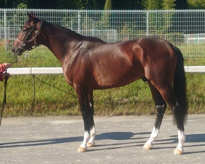 タケオソルトムーン　　牡２歳　　※中央競馬在籍_未出走の２歳_main1