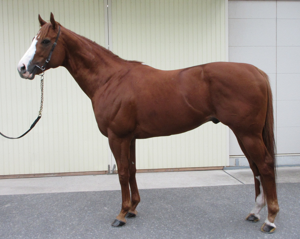 ジェイエルバルカー　　牡５歳　　※中央競馬　登録抹消_main1