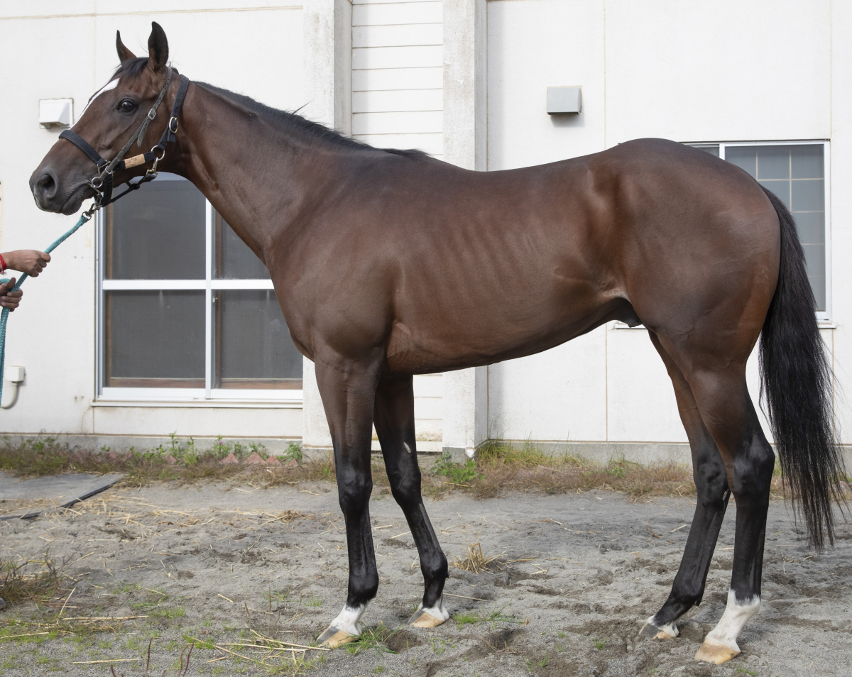 ビアルベーロ　　牡３歳　　※地方競馬　在籍_main1