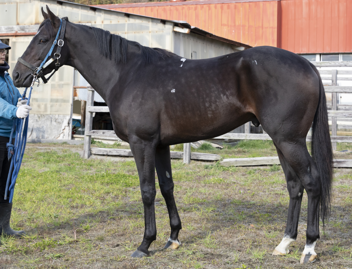 アフリカンリリー　　牡４歳　　※地方競馬　在籍_main1