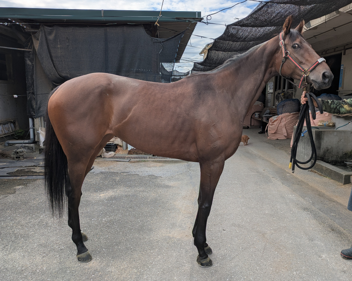 イッセーノーデ　　牝４歳　　※地方競馬　在籍_main1