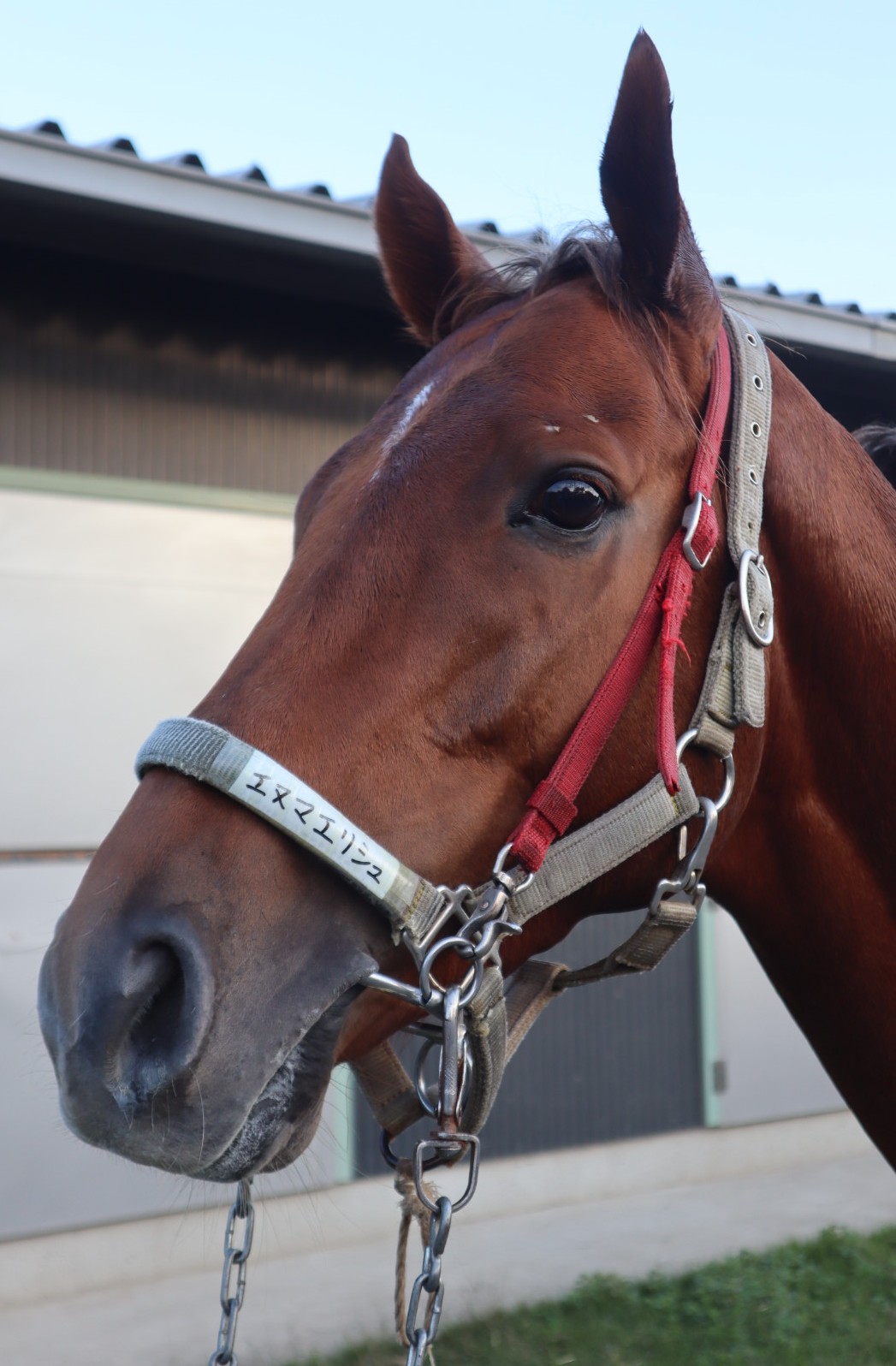 ジェネラス　種牡馬　頭絡プレート　競馬 馬術】エレガントなネームプレート（頭絡用） | TanoMake(タノメイク
