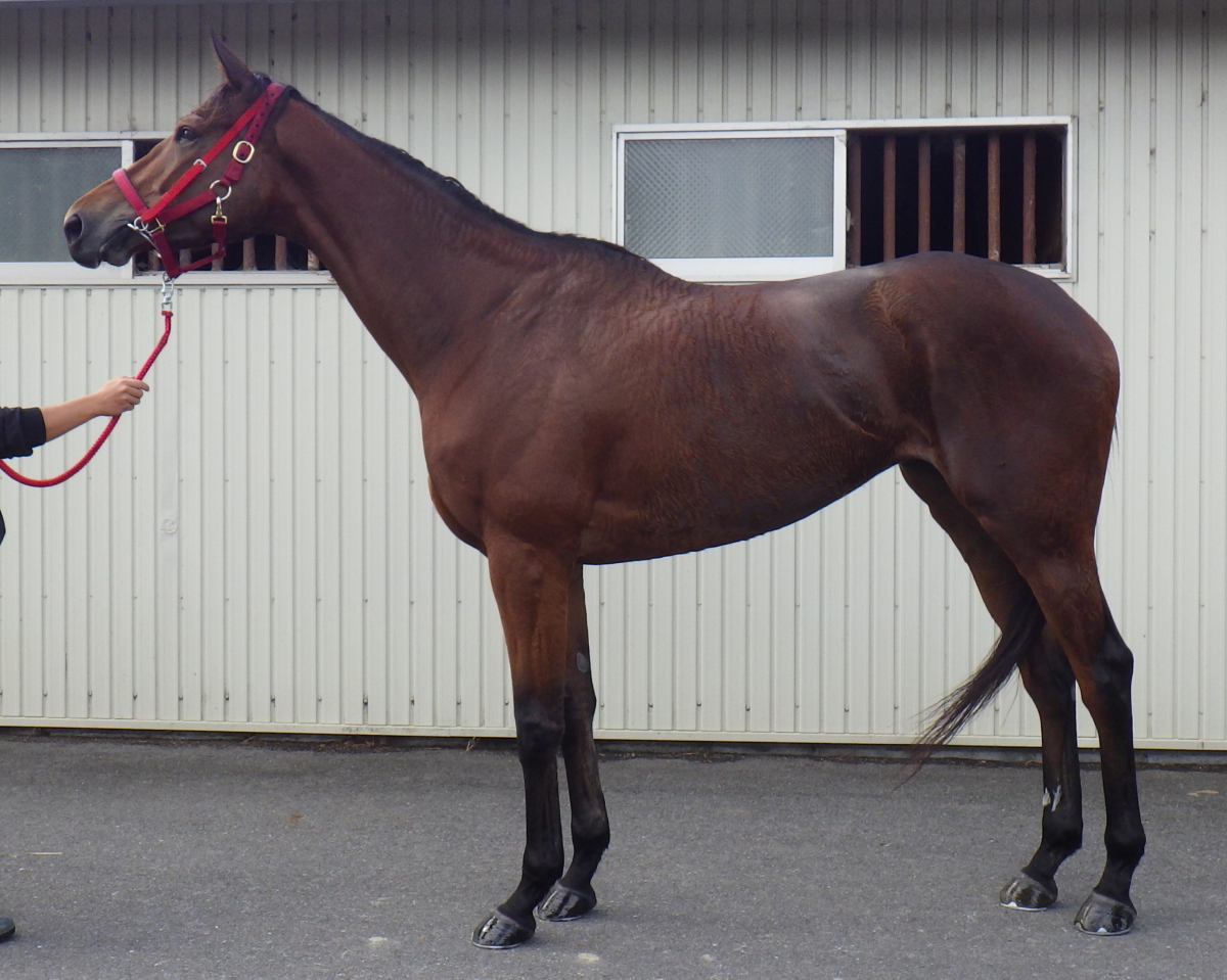 弁理士　馬場レジュメ　2018（特実） ハナアヤメ 牝4歳 ※中央競馬 登録抹消 | サラブレッドオークション