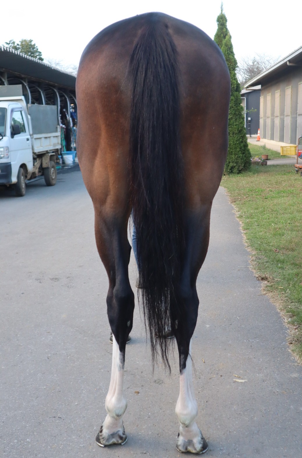 弁理士　馬場レジュメ　2018（特実） ハナアヤメ 牝4歳 ※中央競馬 登録抹消 | サラブレッドオークション