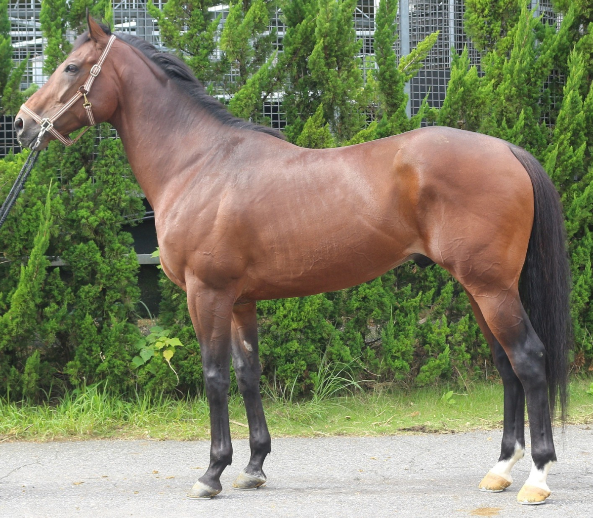 イエスウィズキャン 牡5歳 ※中央競馬 登録抹消 | サラブレッド