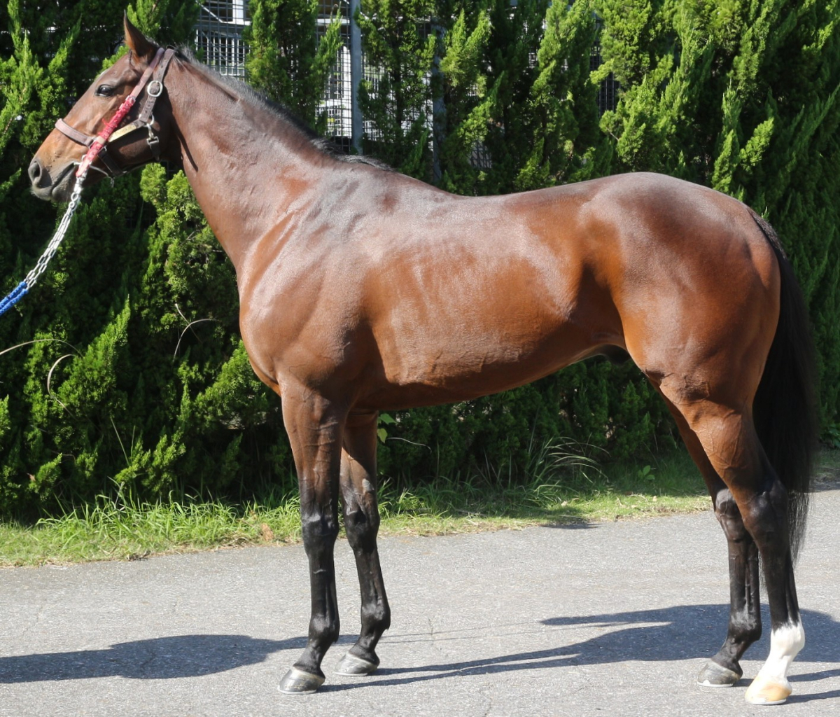 アルファヒディ セン6歳 ※中央競馬 登録抹消 | サラブレッドオークション