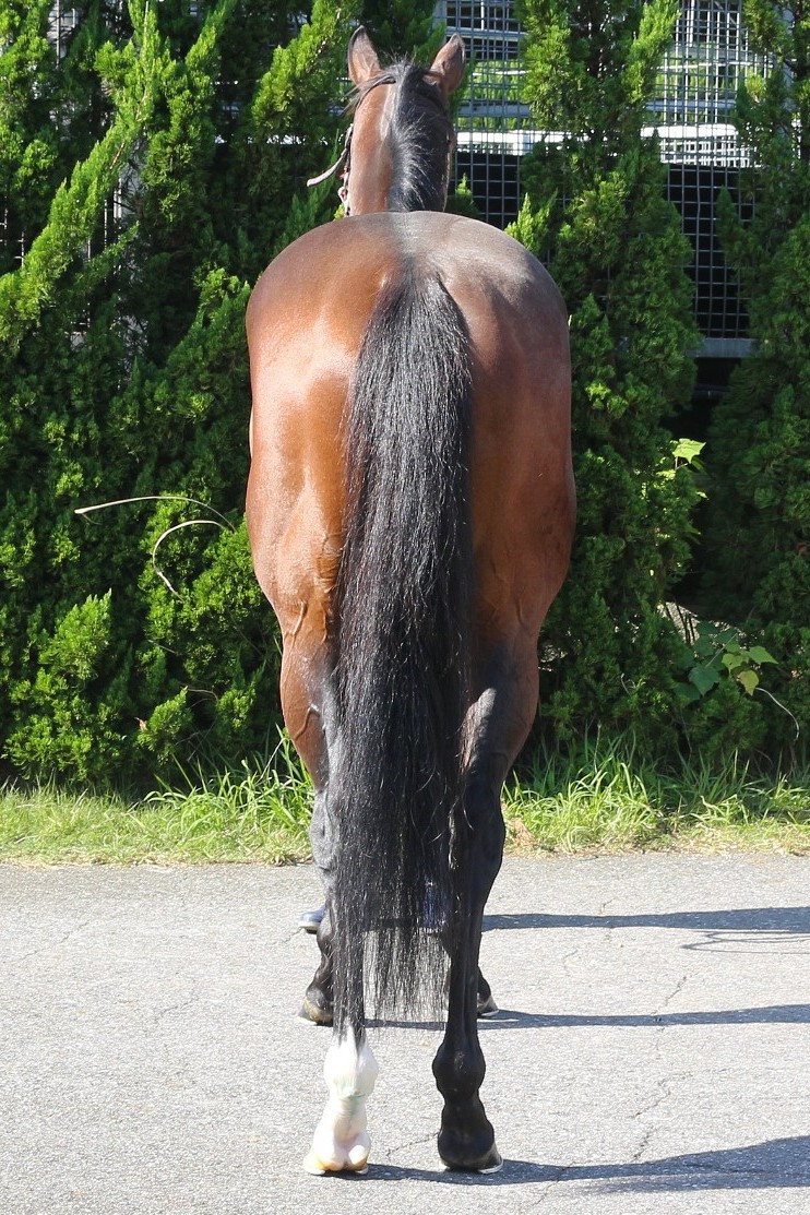 アルファヒディ セン6歳 ※中央競馬 登録抹消 | サラブレッドオークション