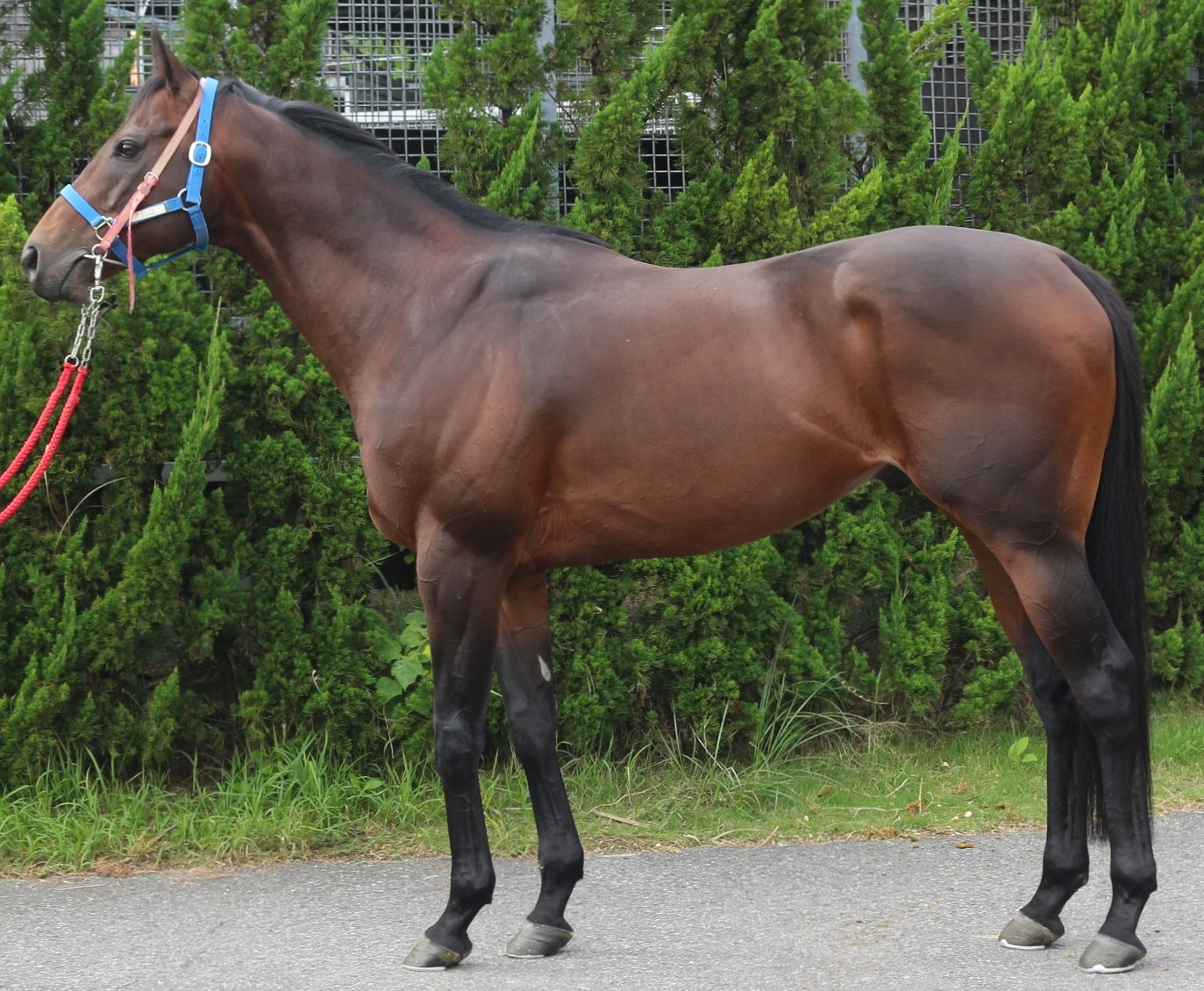 アルトシュタット　　牡６歳　　※中央競馬　登録抹消_main1