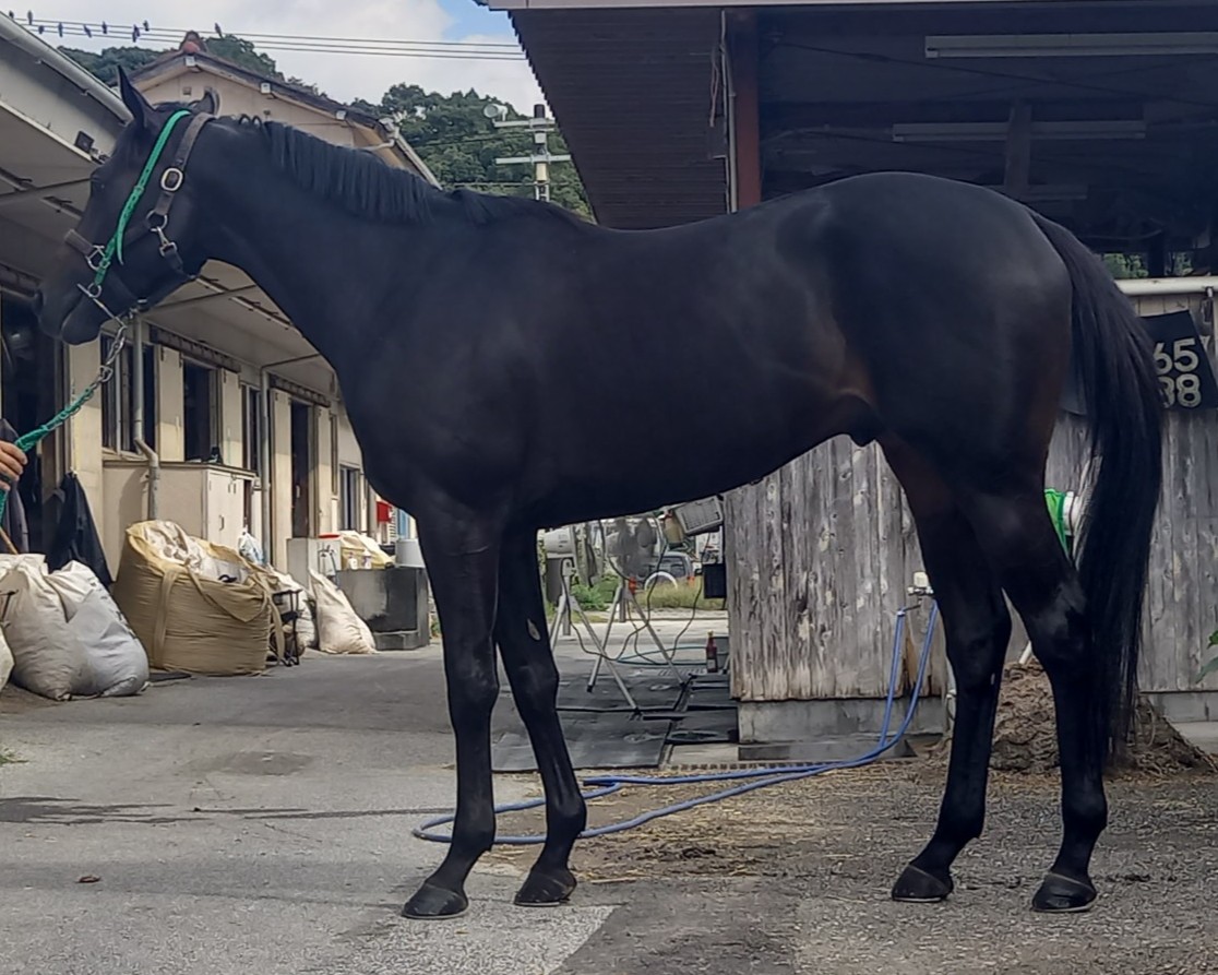 馬の画 梅の実をたくさん頂き、、せめてものお礼に コンパクトなポストカード