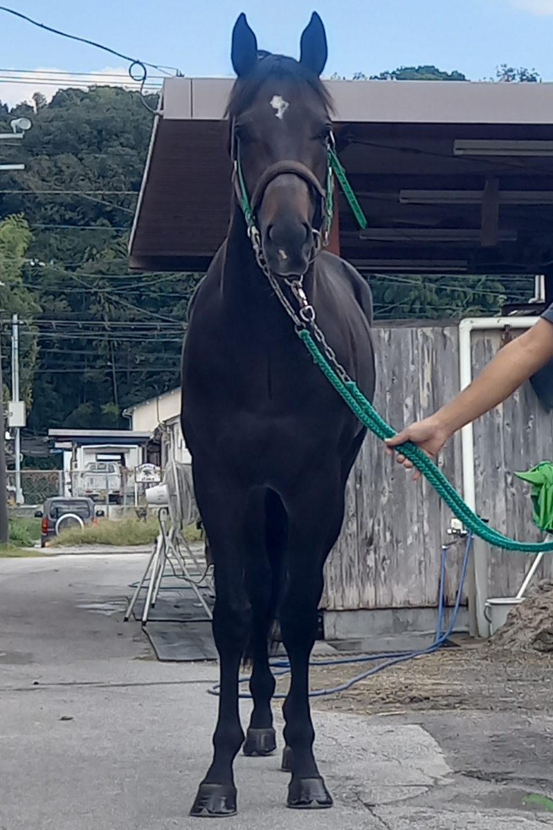 馬の画 梅の実をたくさん頂き、、せめてものお礼に コンパクトなポストカード