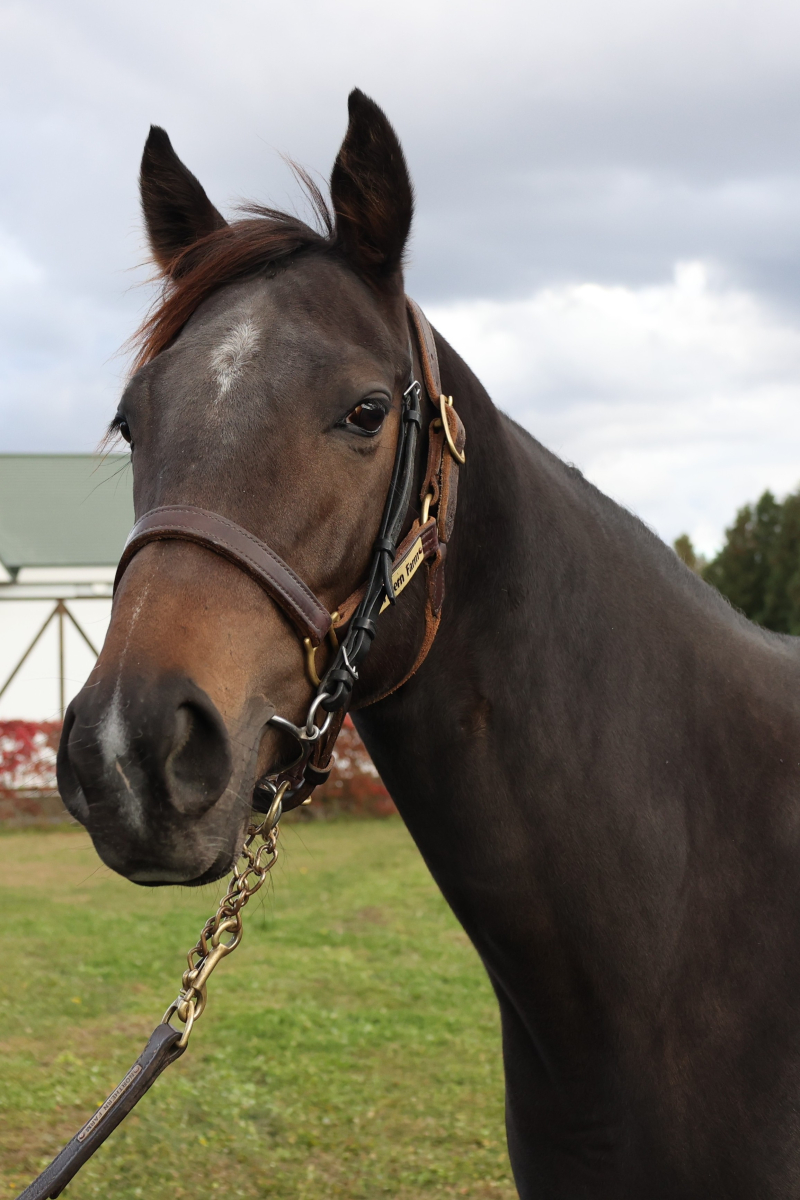 ギフトバスケット 牝3歳 ※繁殖牝馬 （空胎） | サラブレッドオークション