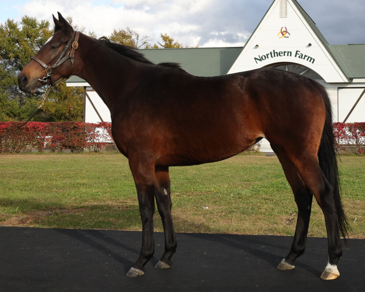 オールウェズキズナ　　牝４歳　　※繁殖牝馬　（空胎）_main1