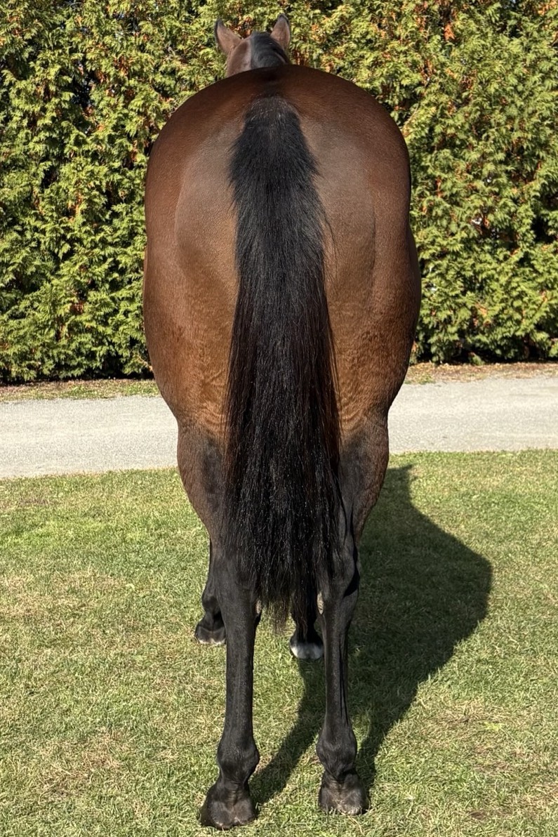 ウジラーサン 牝9歳 ※繁殖牝馬 （空胎） | サラブレッドオークション