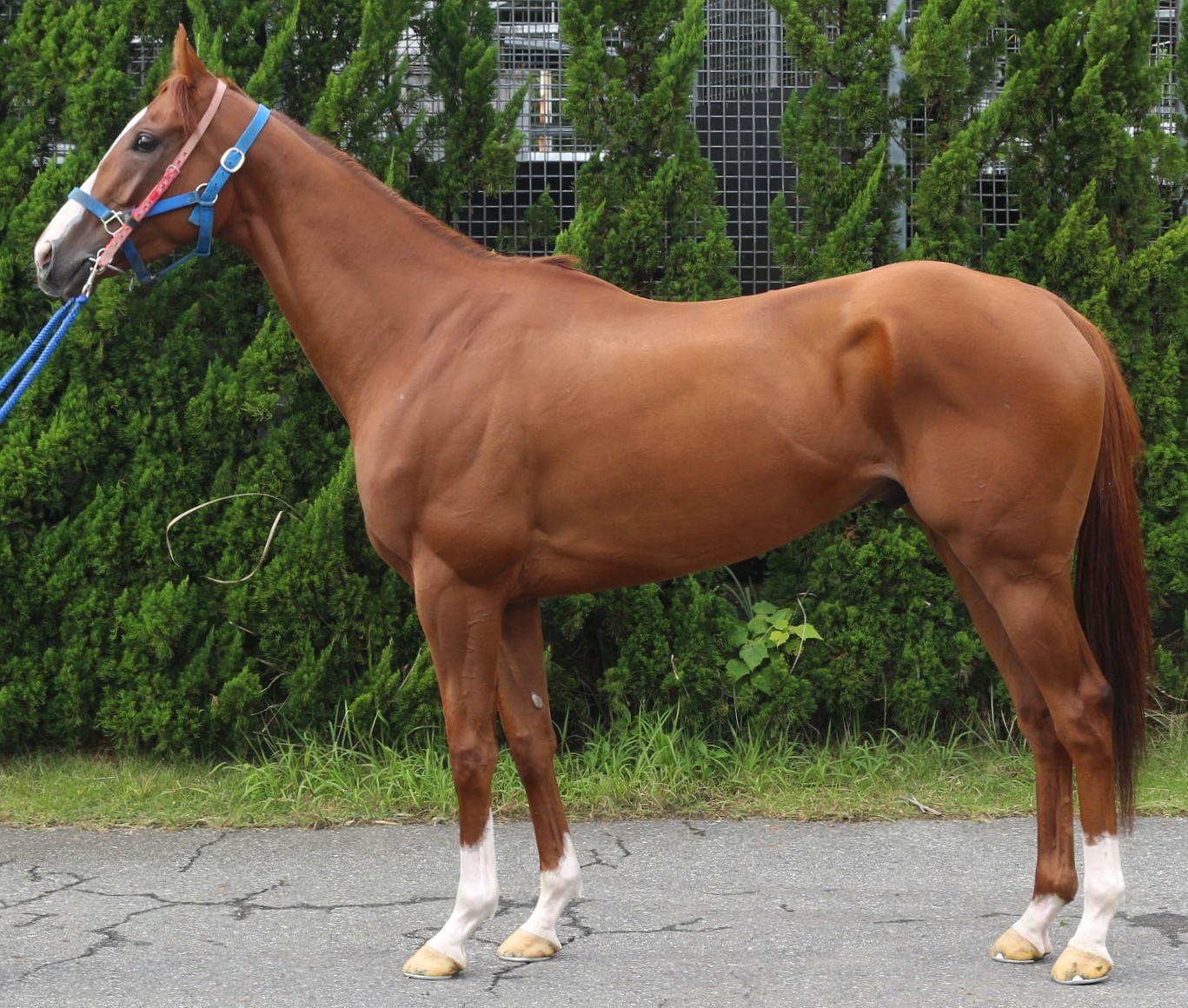 ベント セン4歳 ※中央競馬 登録抹消 | サラブレッドオークション