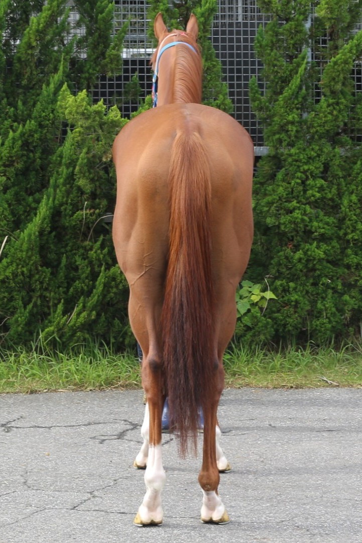 ベント セン4歳 ※中央競馬 登録抹消 | サラブレッドオークション