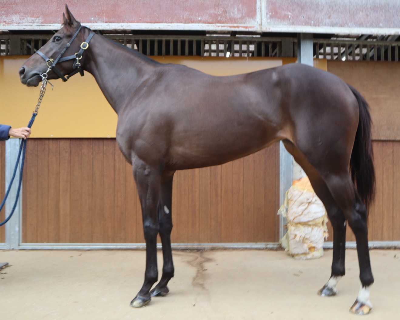 ブレスト　　牝３歳　　※地方競馬　在籍_main1