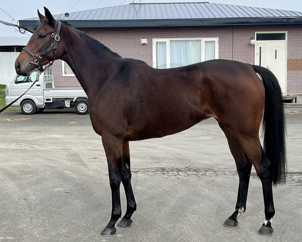 スフレ　　牝３歳　　※地方競馬　在籍_main1