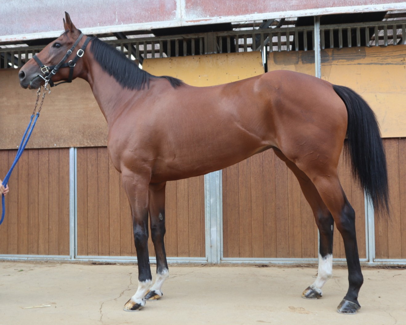 バジルフレイバー　　牝７歳　　※地方競馬　在籍_main1