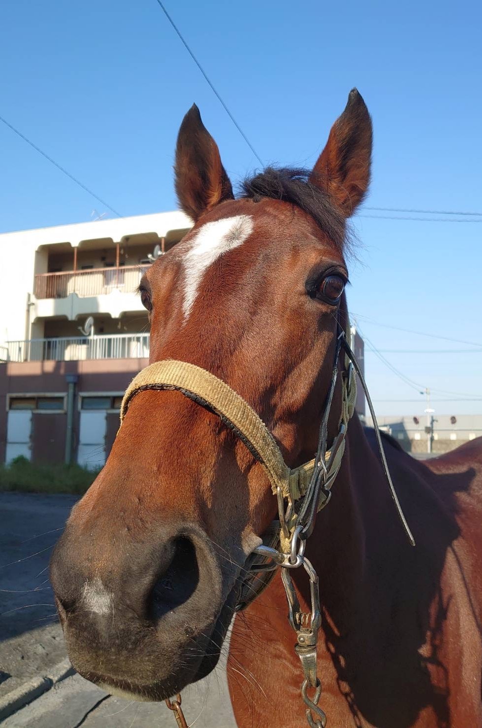 マサハヤアン 牝8歳 ※地方競馬 在籍 | サラブレッドオークション