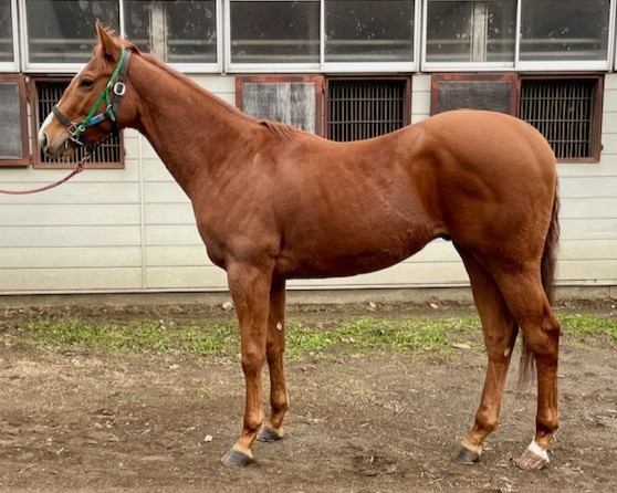 クインズプリンセスの23　　牡２歳　　※育成馬　未登録の２歳馬_main1