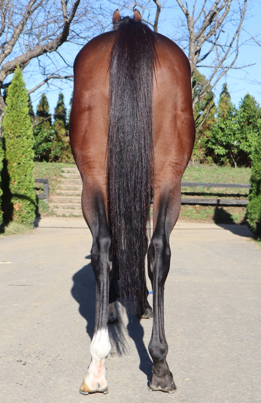 お馬様 出品 スマイル 牡7歳 ※中央競馬 登録抹消 | サラブレッドオークション